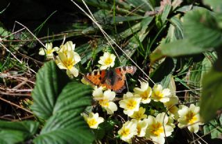 Aglais (Aglais urticae)