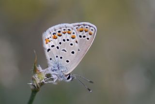 Anadolu Esmergz (Plebejus modicus)