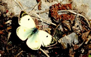 Gzel Azamet (Colias sareptensis)