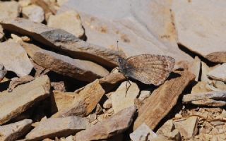 Da Yalanccads (Pseudochazara beroe)