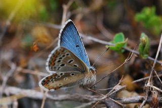 okgzl Balkan Mavisi (Aricia anteros )