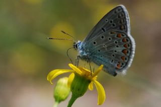 okgzl Meneke Mavisi (Polyommatus thersites)