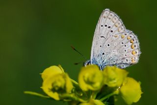 okgzl Mavi (Polyommatus icarus)