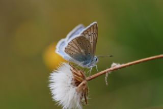 okgzl Dafnis (Polyommatus daphnis)