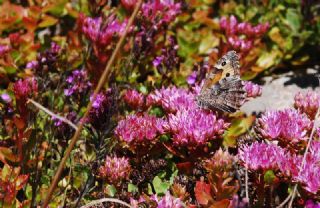 Anadolu Kzlmelei (Hipparchia pellucida)