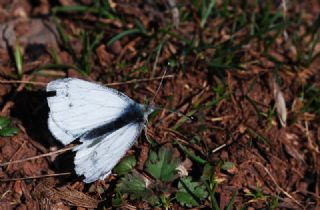 Yalanc Beyazmelek (Pieris pseudorapae)