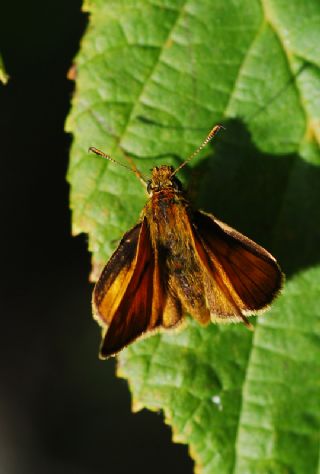 Orman Zpzp (Ochlodes sylvanus)