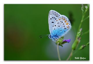 okgzl Mavi (Polyommatus icarus)