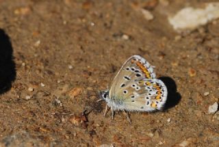 okgzl Balkan Mavisi (Aricia anteros )