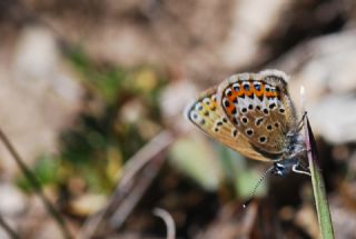 Gm Lekeli Esmergz (Plebejus argus)