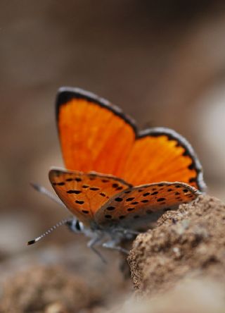 Alev Ategzeli (Lycaena kefersteinii)
