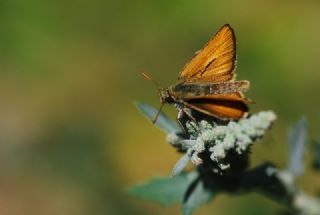 Sar Antenli Zpzp (Thymelicus sylvestris)