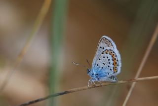 Gm Lekeli Esmergz (Plebejus argus)