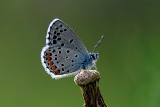 Himalaya Mavisi (Pseudophilotes vicrama)