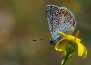 okgzl Meneke Mavisi (Polyommatus thersites)