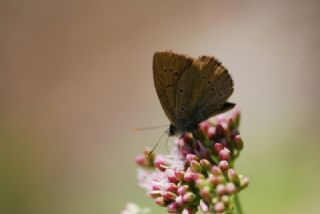 Anormal okgzl (Polyommatus admetus)