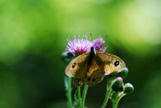Esmerboncuk (Lasiommata maera)