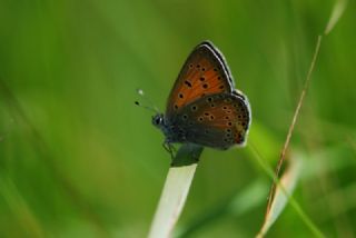 Ate Bakr Gzeli (Lycaena candens)