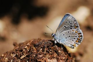 Anadolu Esmergz (Plebejus modicus)