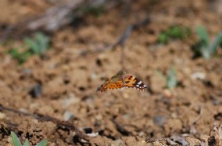 Diken Kelebei (Vanessa cardui)