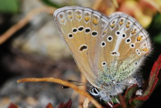 okgzl Geranium Mavisi (Polyommatus eumedon)