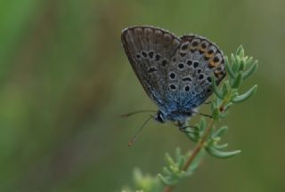 okgzl Amanda (Polyommatus amandus)