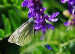 izgili Da Beyazmelei (Pieris bryoniae)