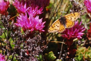 Kafkasyal parhan (Melitaea interrupta)