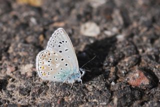 Tr almalar ([unknown genus] n/a)