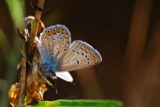 okgzl Mavi (Polyommatus icarus)