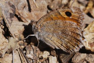 Osmanl Yalanccads (Pseudochazara mamurra)