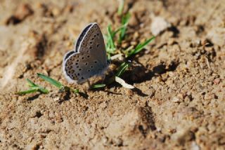 Anadolu Esmergz (Plebejus modicus)