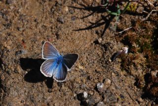 okgzl Damon Mavisi (Polyommatus damon)