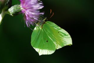 Orakkanat (Gonepteryx rhamni)