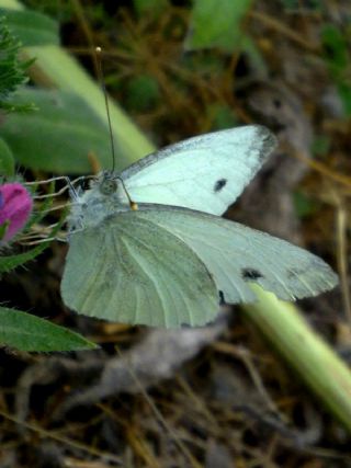 Yalanc Beyazmelek (Pieris pseudorapae)