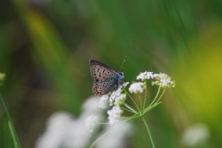 sli Bakr Gzeli (Lycaena tityrus)