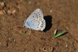 Anadolu Esmergz (Plebejus modicus)