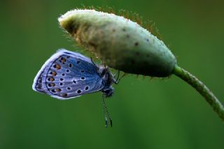 okgzl Mavi (Polyommatus icarus)