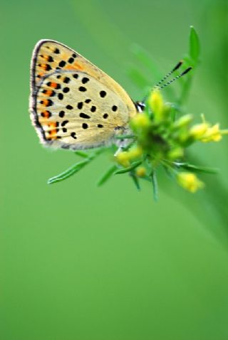 sli Bakr Gzeli (Lycaena tityrus)