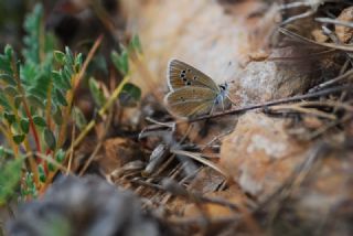 okgzl Damon Mavisi (Polyommatus damon)