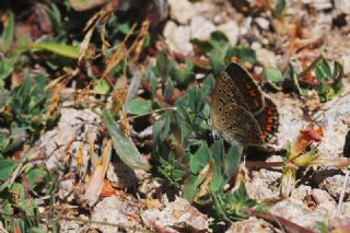 okgzl Mavi (Polyommatus icarus)