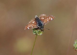 Kzl Zpzp (Spialia orbifer)