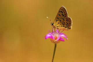 sli Bakr Gzeli (Lycaena tityrus)