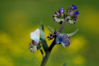 Gm Lekeli Esmergz (Plebejus argus)