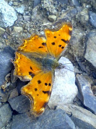 Anadolu Yrtkprt (Polygonia egea)