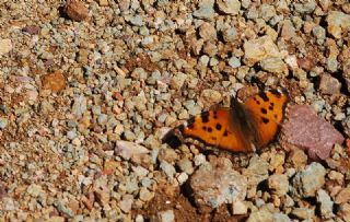 Karaaa Nimfalisi (Inachis polychloros)