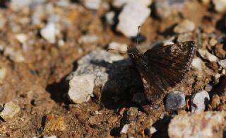 Pasl Zpzp (Erynnis tages)