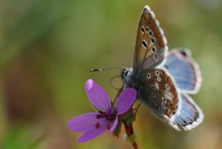 okgzl Balkan Mavisi (Aricia anteros )