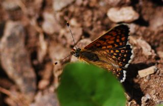 parhan (Melitaea cinxia)