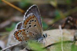 okgzl Balkan Mavisi (Aricia anteros )